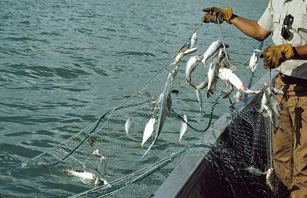 Gill Nets